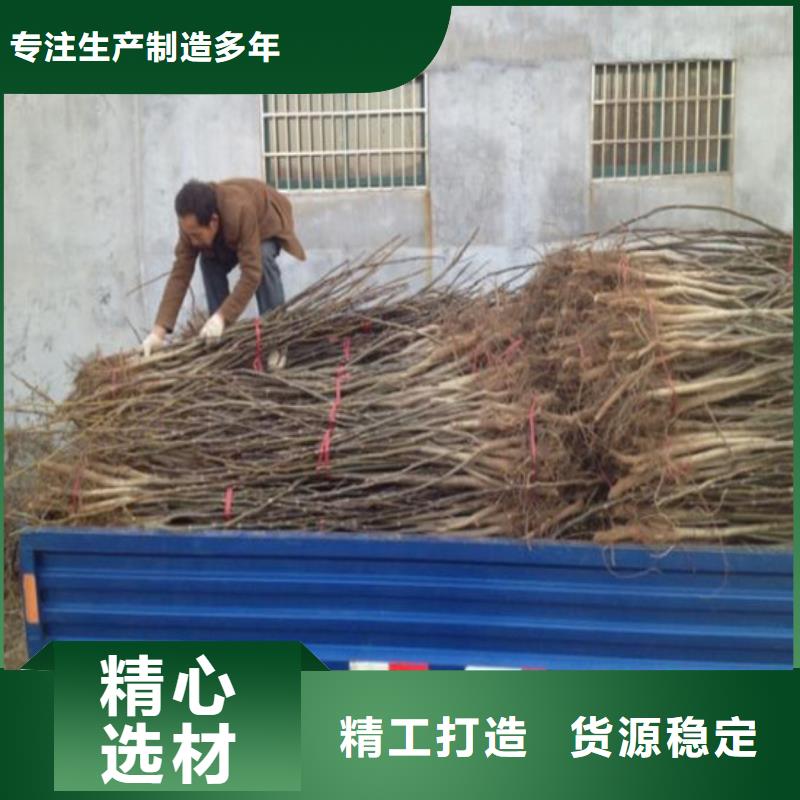核桃苗苹果苗保障产品质量