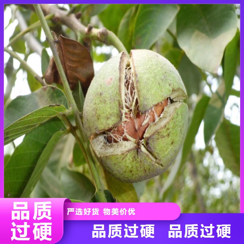 果树苗视频-果树苗-浙江省温州|嘉兴|宁波|丽水|衢州附近生产商