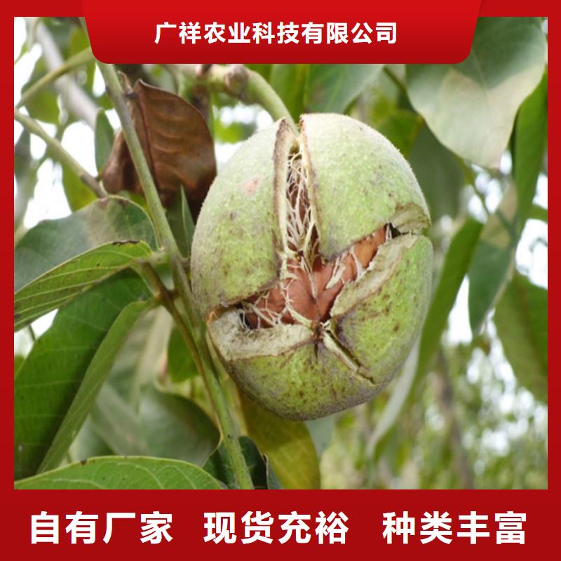 核桃苗冬雪蜜桃树苗助您降低采购成本