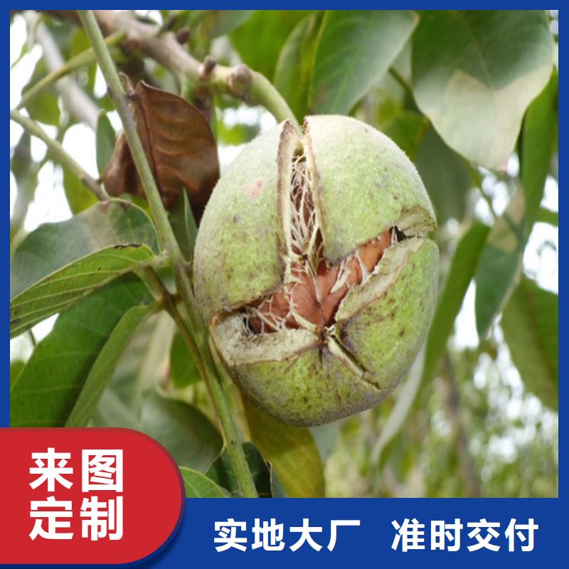核桃苗_无花果树苗免费询价