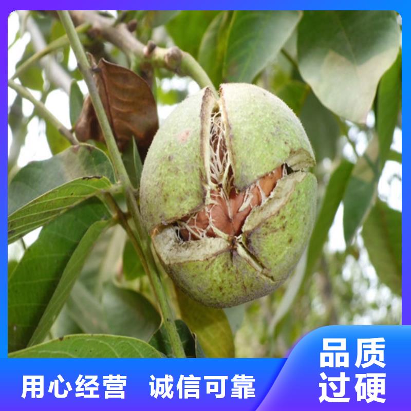 核桃苗樱桃苗打造行业品质