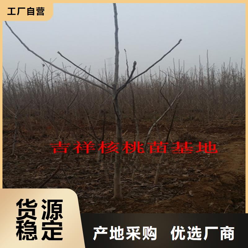 核桃苗樱桃苗打造行业品质