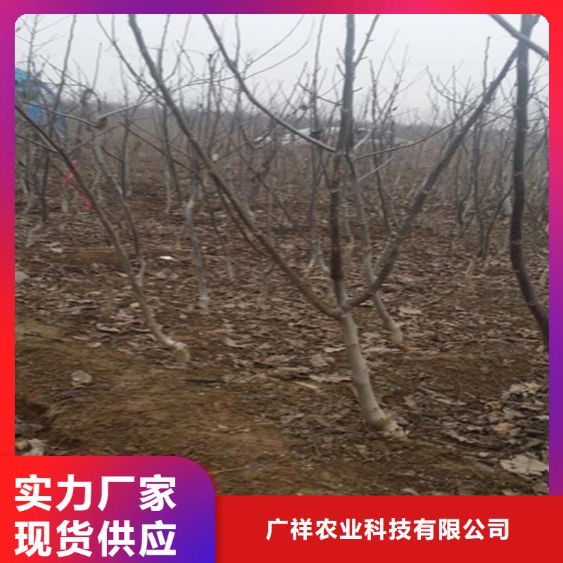 核桃树基地批发