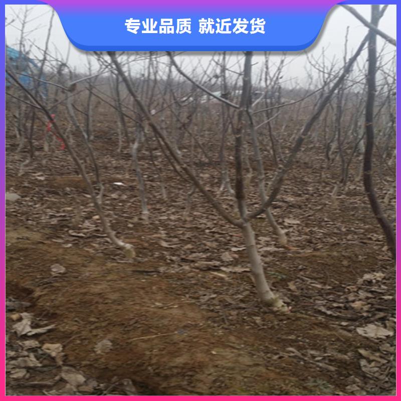 核桃苗樱桃苗打造行业品质
