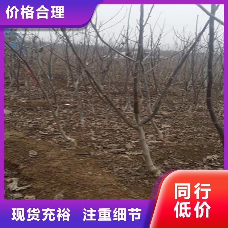 核桃苗软籽石榴树苗认准大品牌厂家