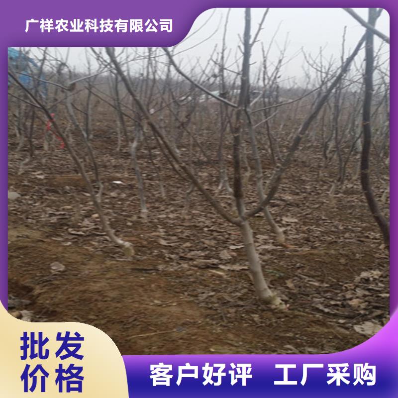 核桃苗桃树苗基地专业生产N年