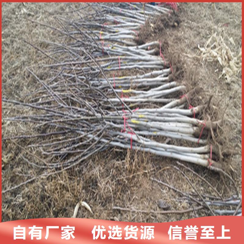核桃苗黑珍珠草莓苗供您所需