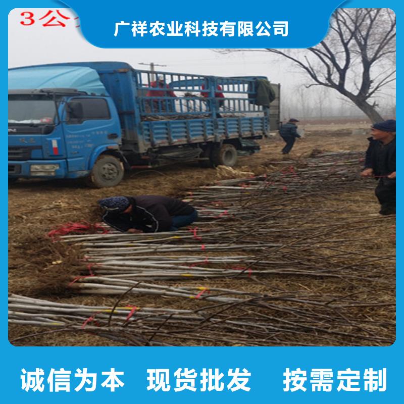 核桃苗_冬雪蜜桃树苗价格公道合理
