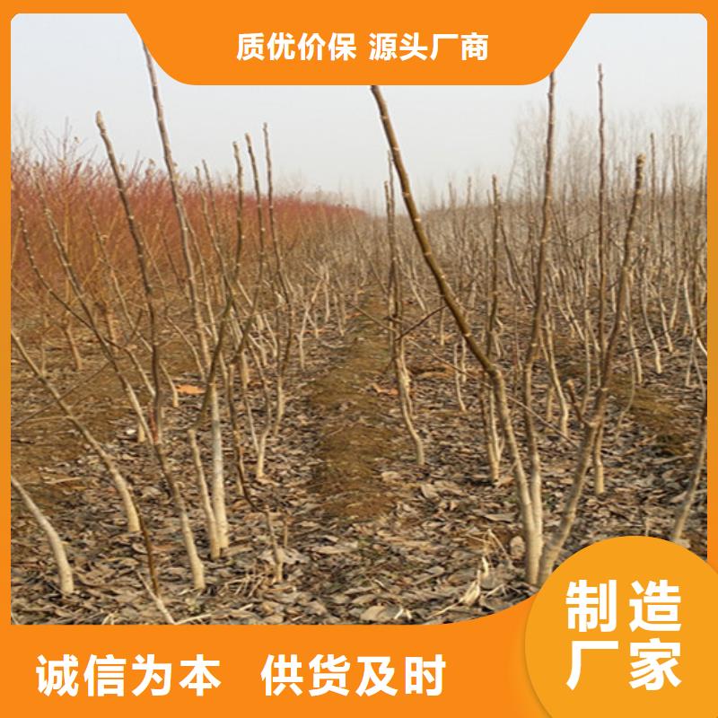 核桃苗桃树苗每个细节都严格把关
