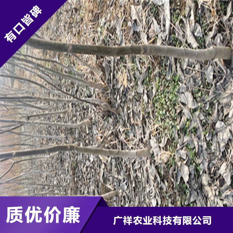 核桃苗桃树苗每个细节都严格把关