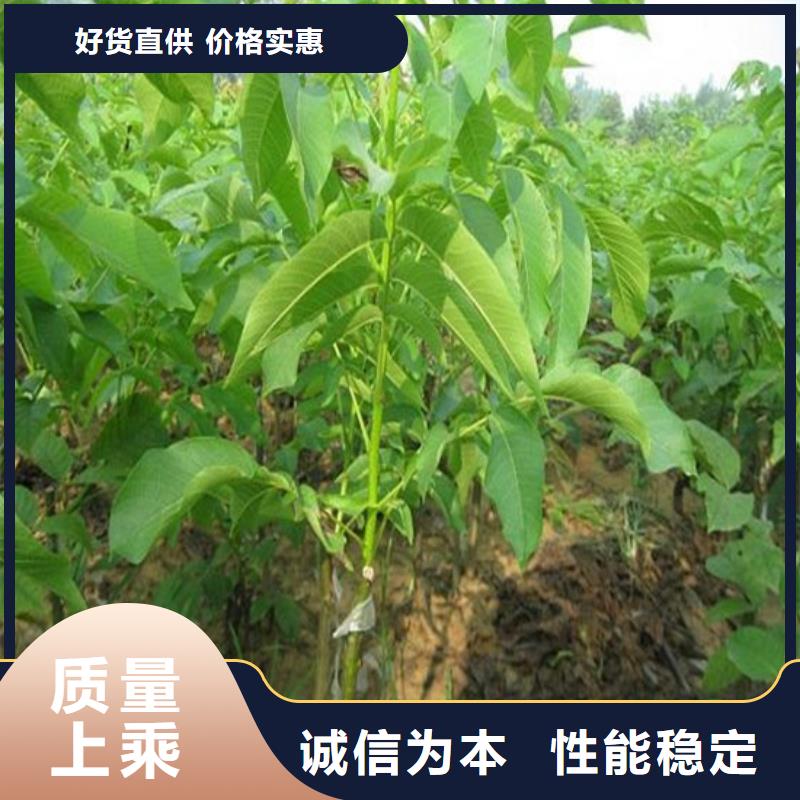 核桃苗_冬雪蜜桃树苗价格公道合理