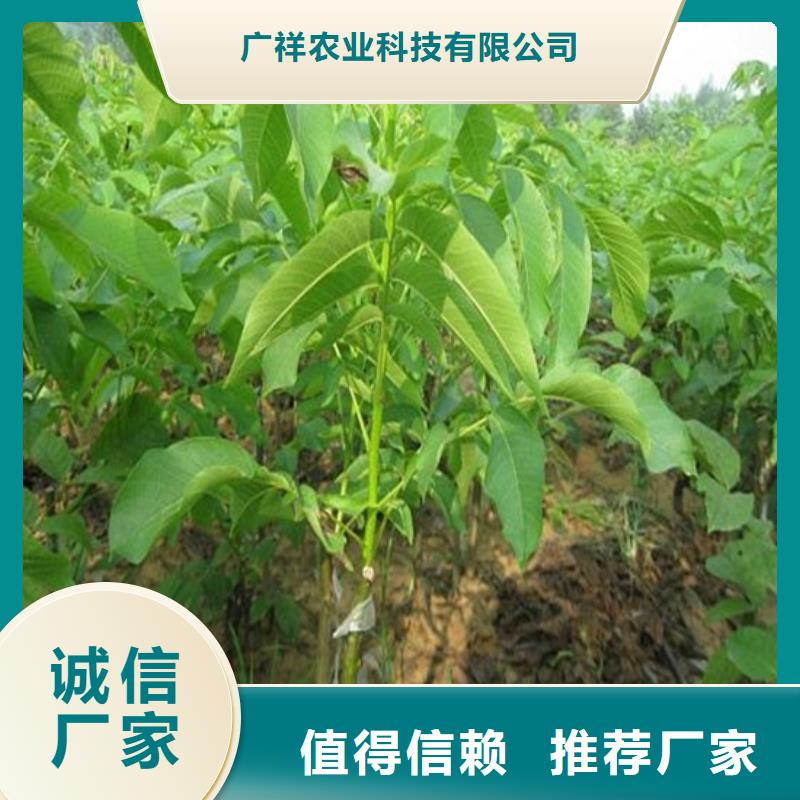 核桃苗桃树苗每个细节都严格把关