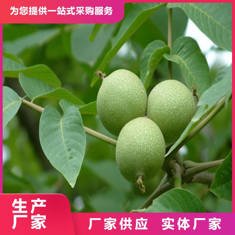 核桃苗桃树苗每个细节都严格把关