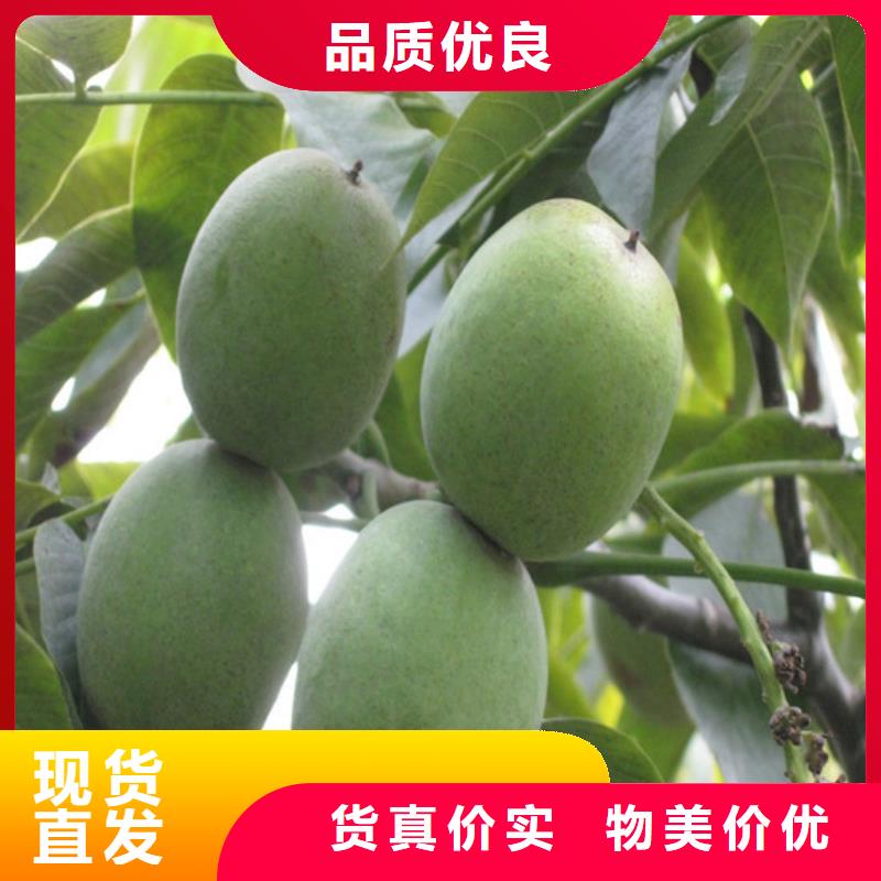 核桃苗_夏黑葡萄苗质量安心