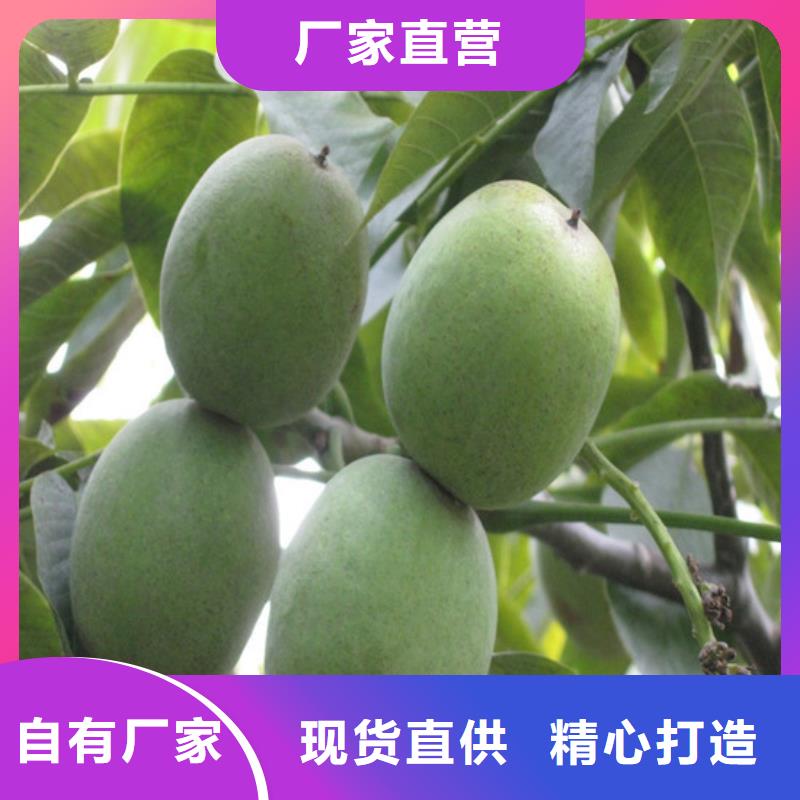 核桃苗桃树苗每个细节都严格把关
