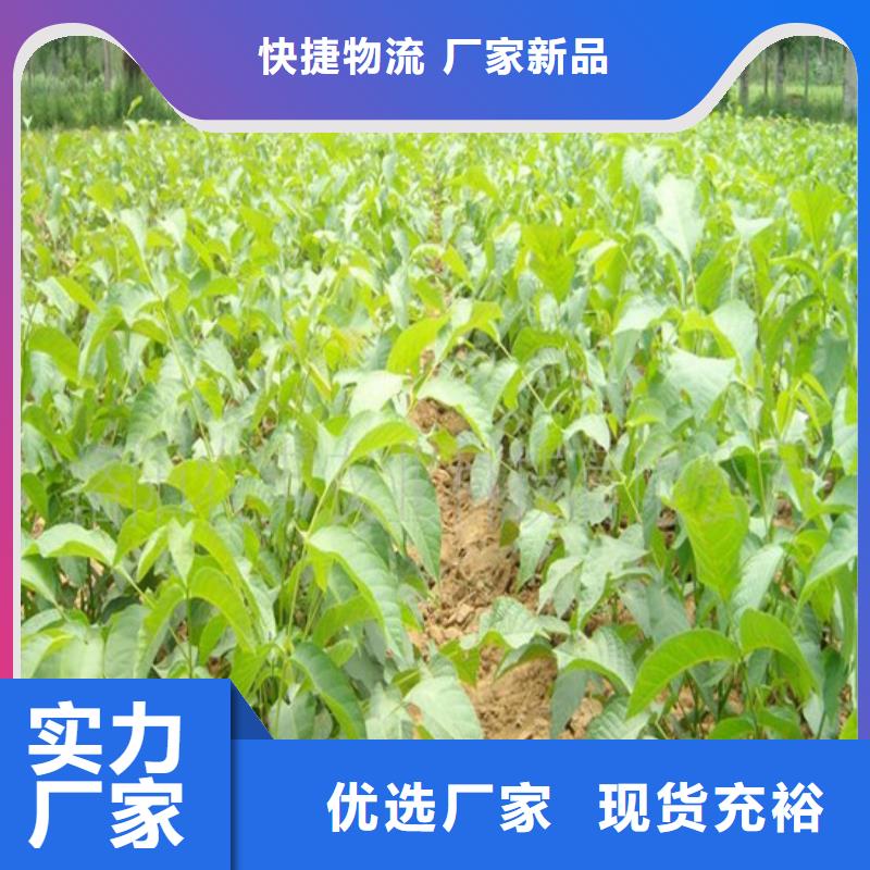 核桃苗_冬雪蜜桃树苗价格公道合理