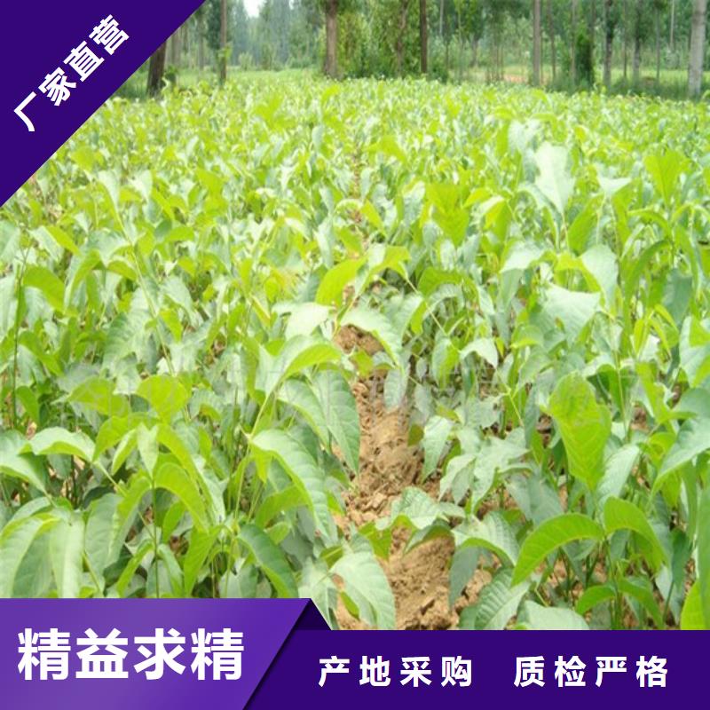 核桃苗桃树苗每个细节都严格把关