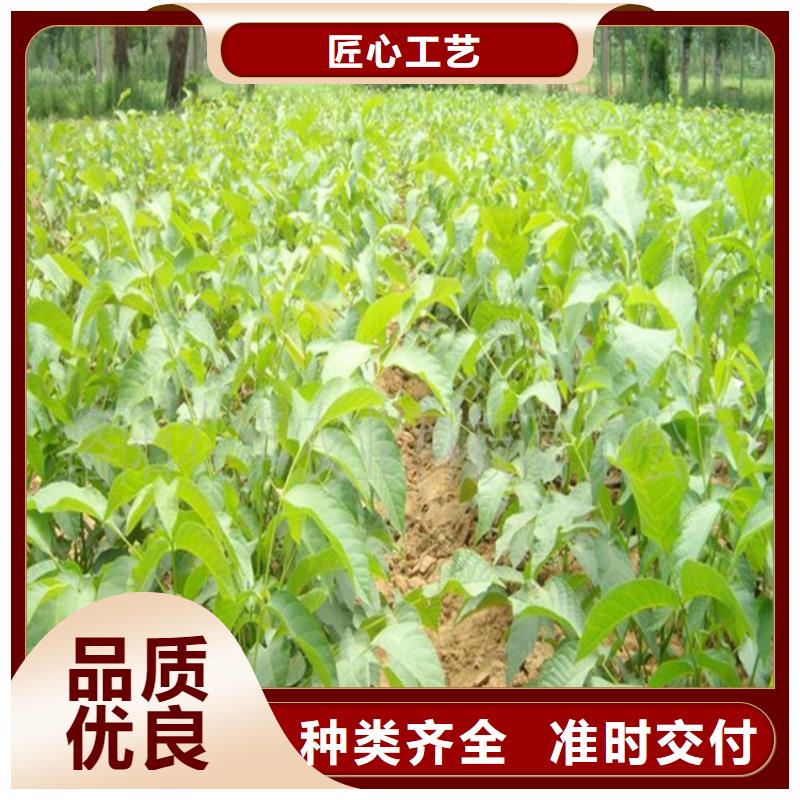 果树苗视频-果树苗-浙江省温州|嘉兴|宁波|丽水|衢州附近生产商