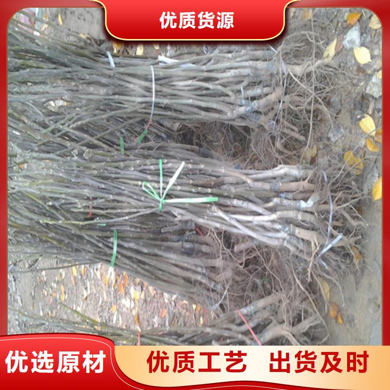 核桃苗桃树苗每个细节都严格把关