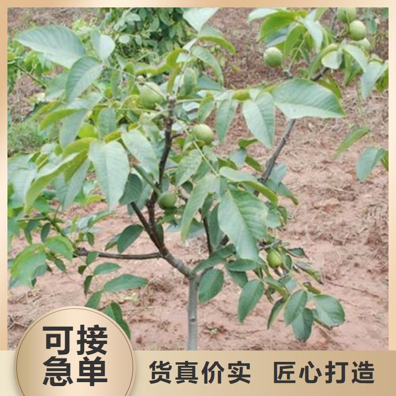 核桃苗桃树苗每个细节都严格把关