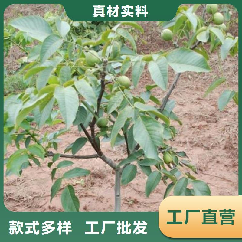 核桃苗_冬雪蜜桃树苗价格公道合理
