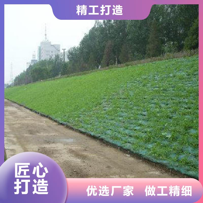 三维植被网【抗裂贴】品质不将就