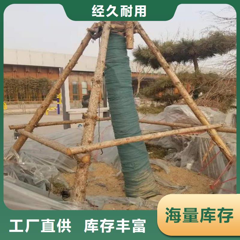 绿色裹树布