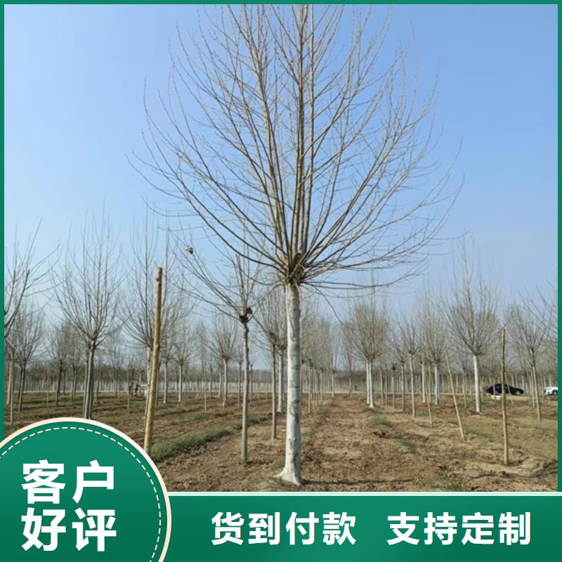 法桐-金叶复叶槭供您所需