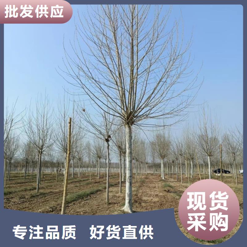  法桐可定制