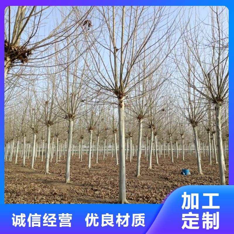 12公分法桐价格欢迎电询法桐