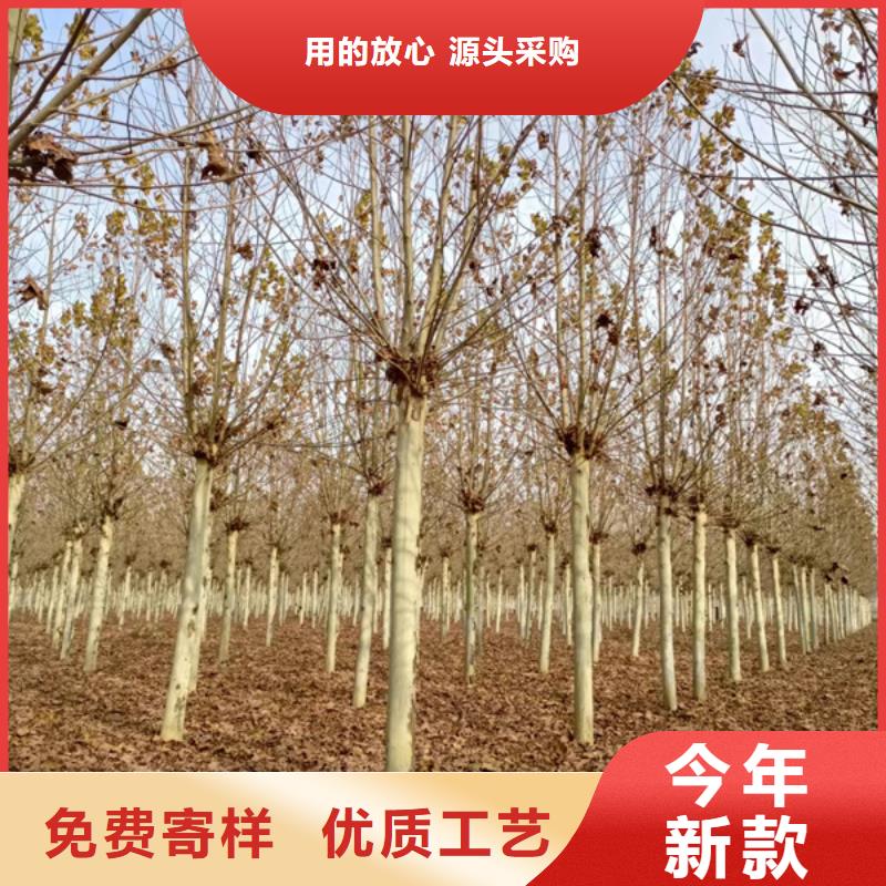 法桐-金叶复叶槭供您所需
