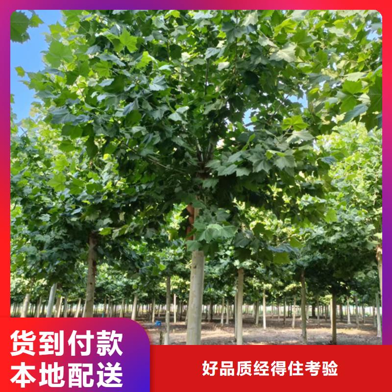 法桐北京栾专业生产N年