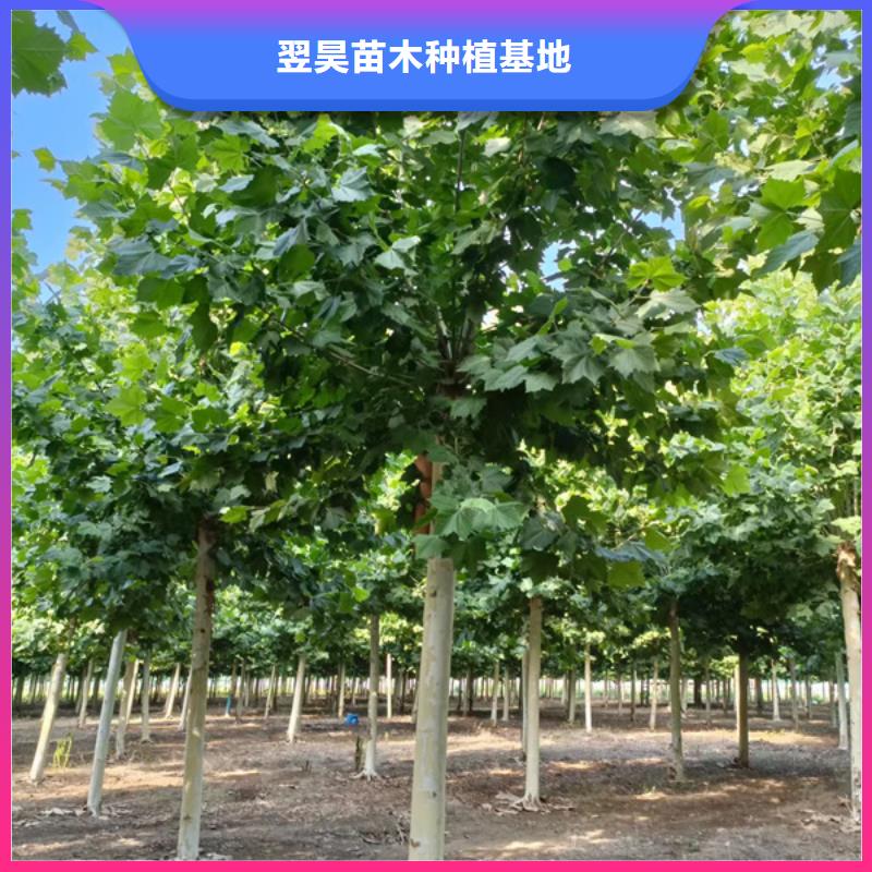 法桐_北京栾支持非标定制