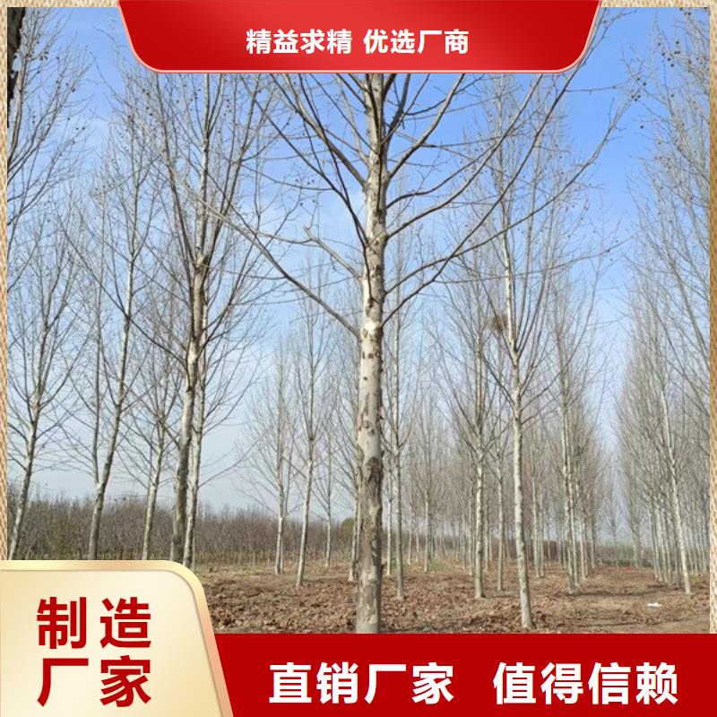 法桐,秋紫白蜡免费获取报价
