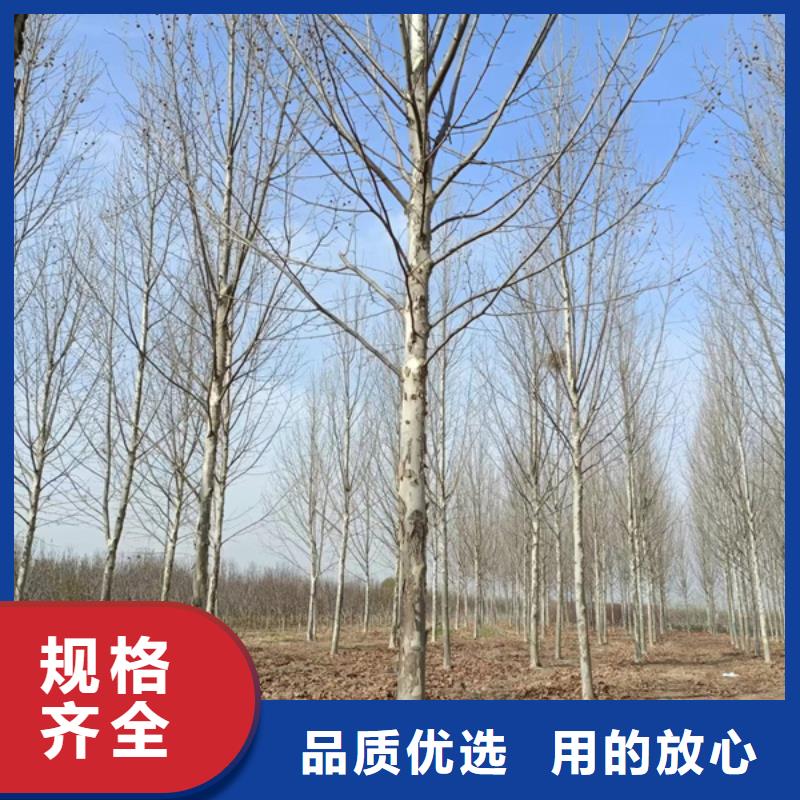 法桐款式多样