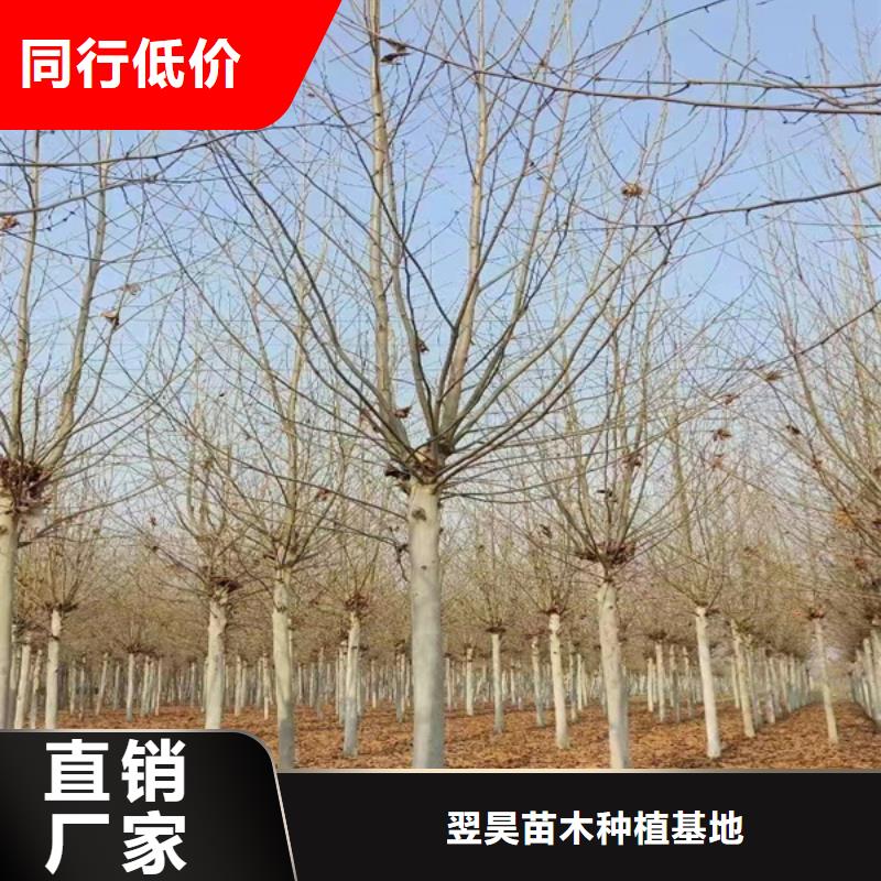 法桐截杆发帽源头实体厂商