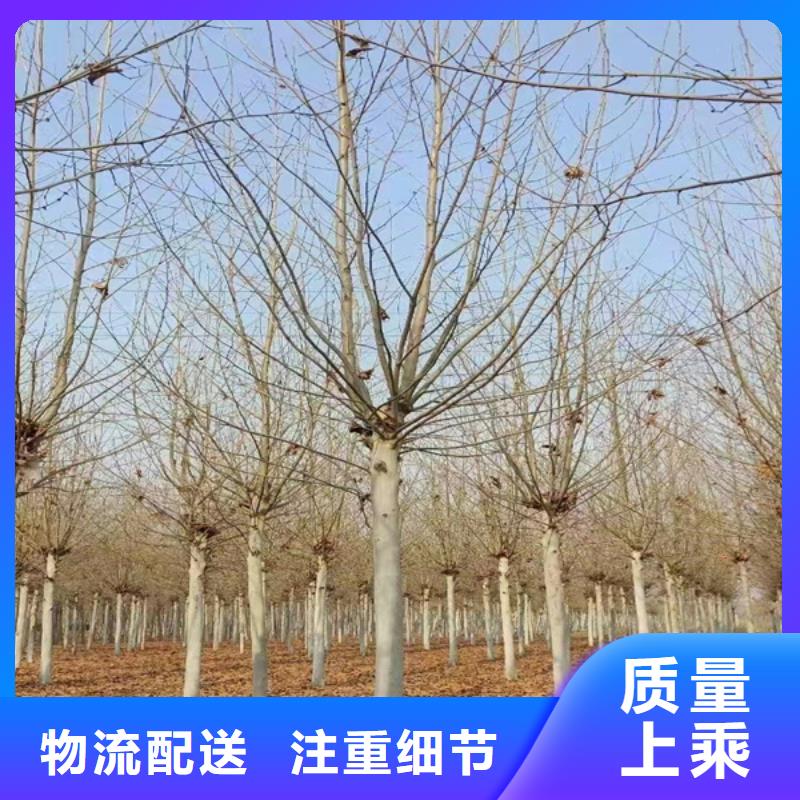 法桐,黄金槐精选优质材料