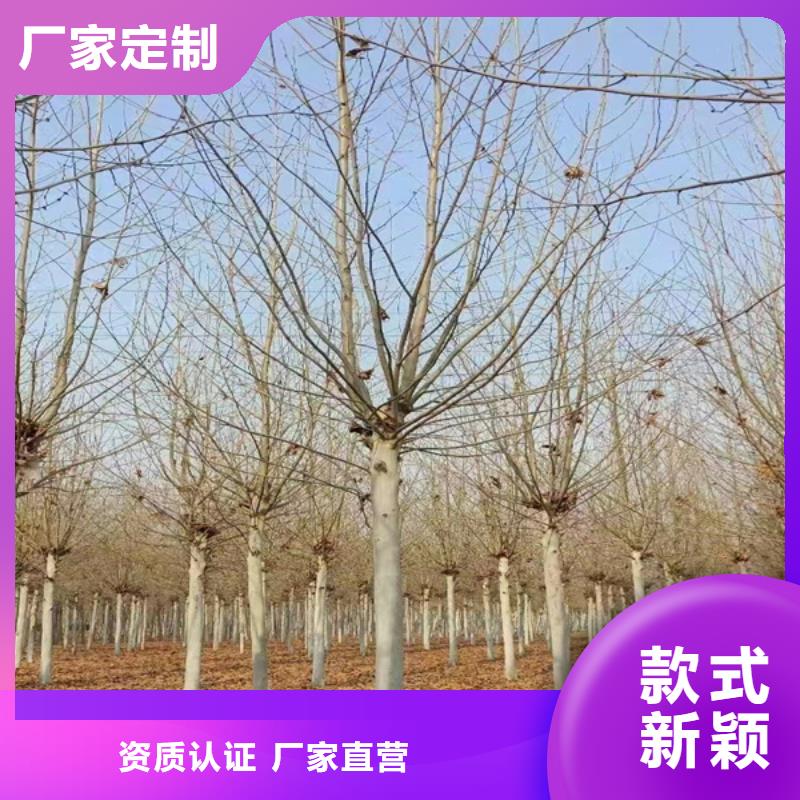 法桐原生冠法桐实力大厂家
