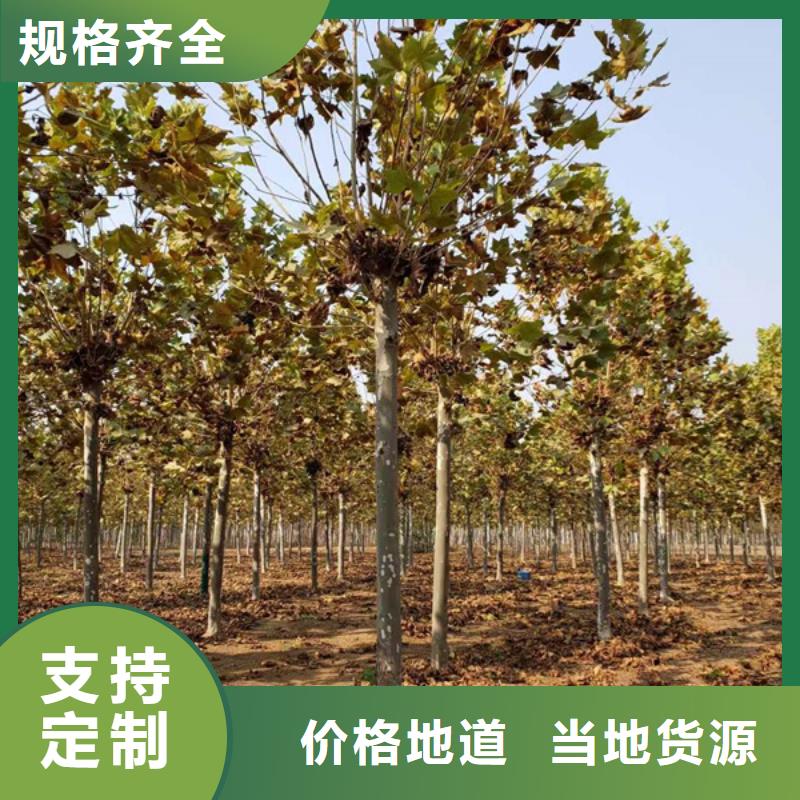 法桐 白蜡厂家自营