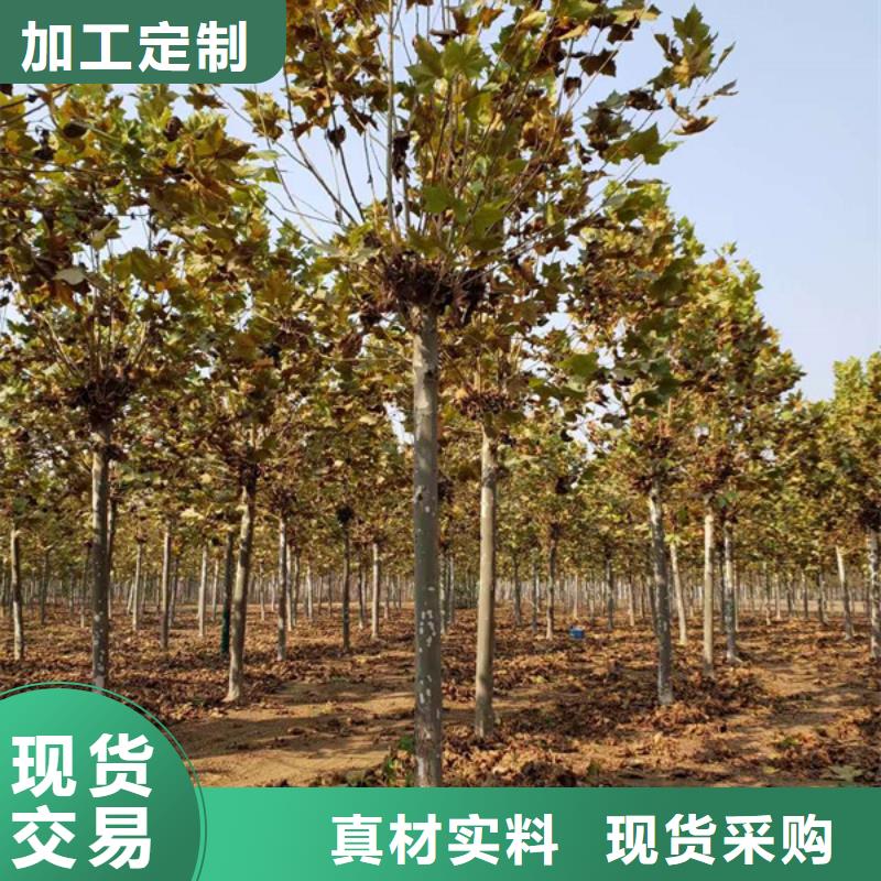 法桐美国红枫客户信赖的厂家