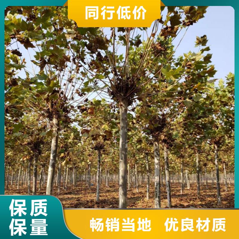法桐-黄金槐拒绝伪劣产品