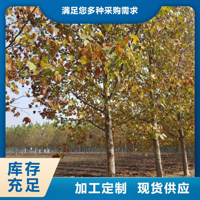 法桐北京栾现货充裕