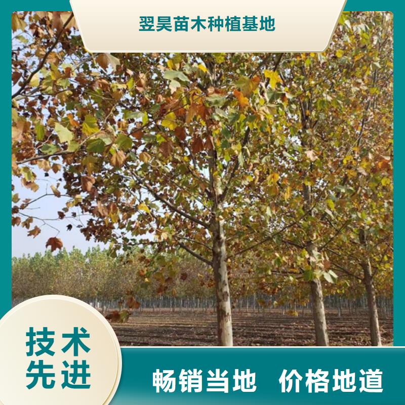 法桐美国红枫客户信赖的厂家