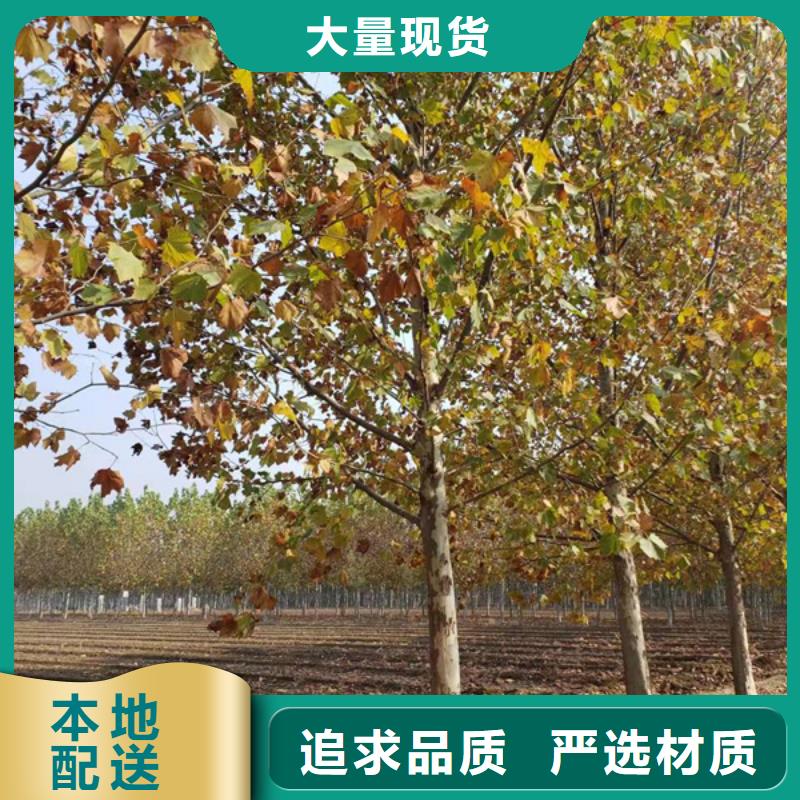 12公分法桐价格价格优惠法桐