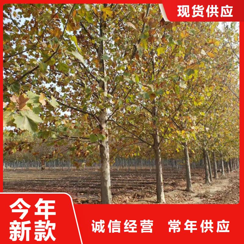 法桐 秋紫白蜡厂家新品