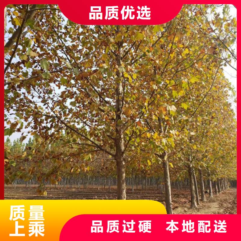 法桐黄金槐性价比高