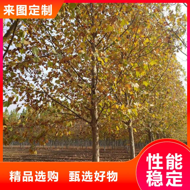 法桐国槐专注生产N年