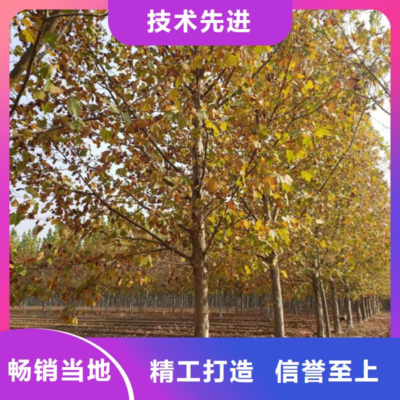 法桐五角枫货品齐全