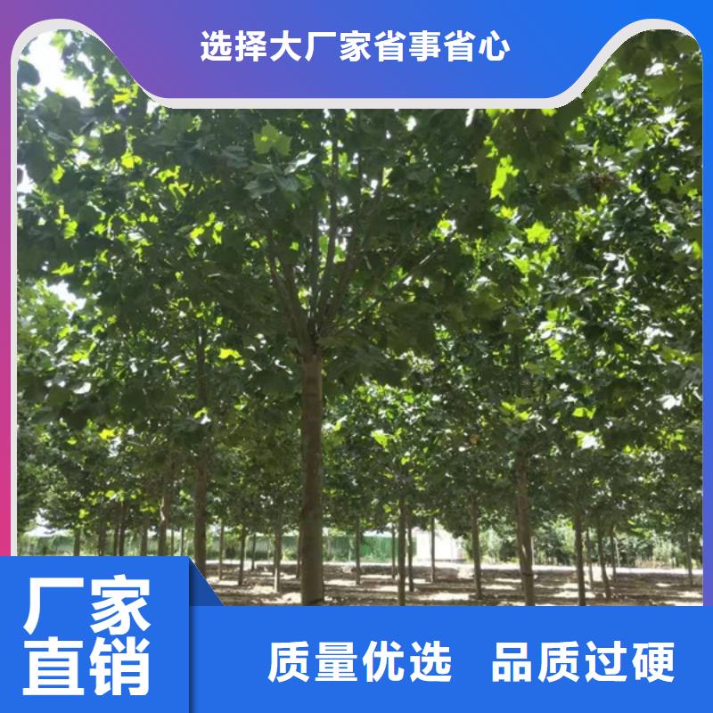 法桐金叶白蜡实体厂家大量现货