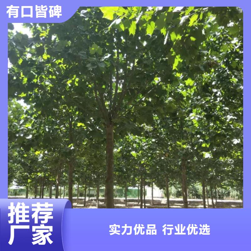 法桐国槐专注生产N年